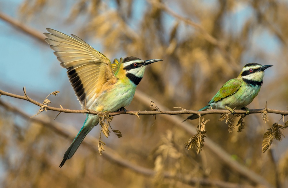 white throated bee eater