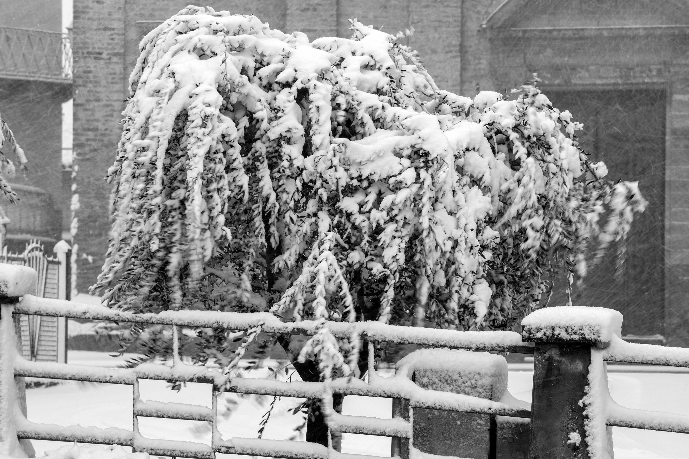 Olive under blizzard