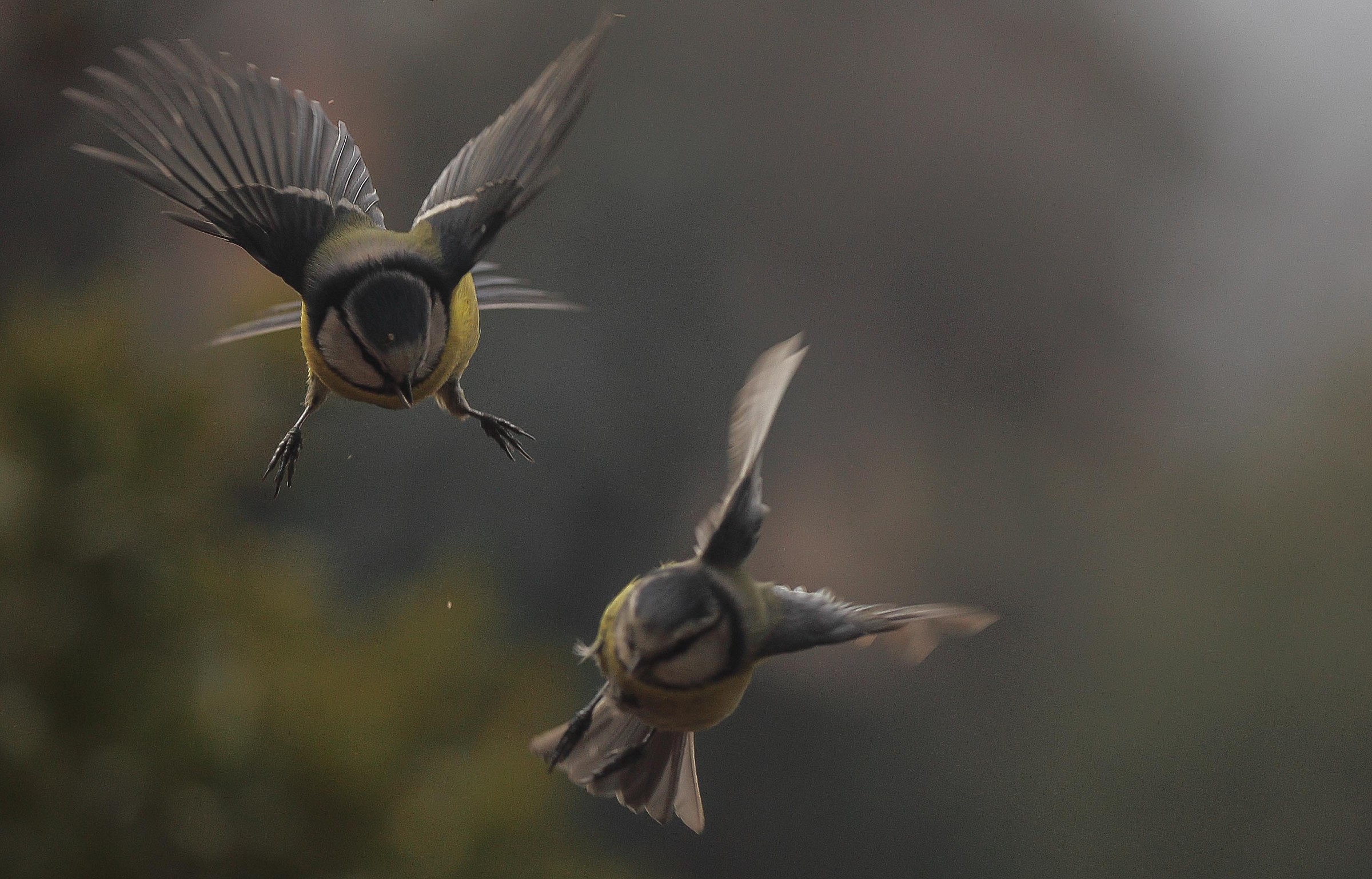 cinciarelle-cosa non si fà per delle briciole-