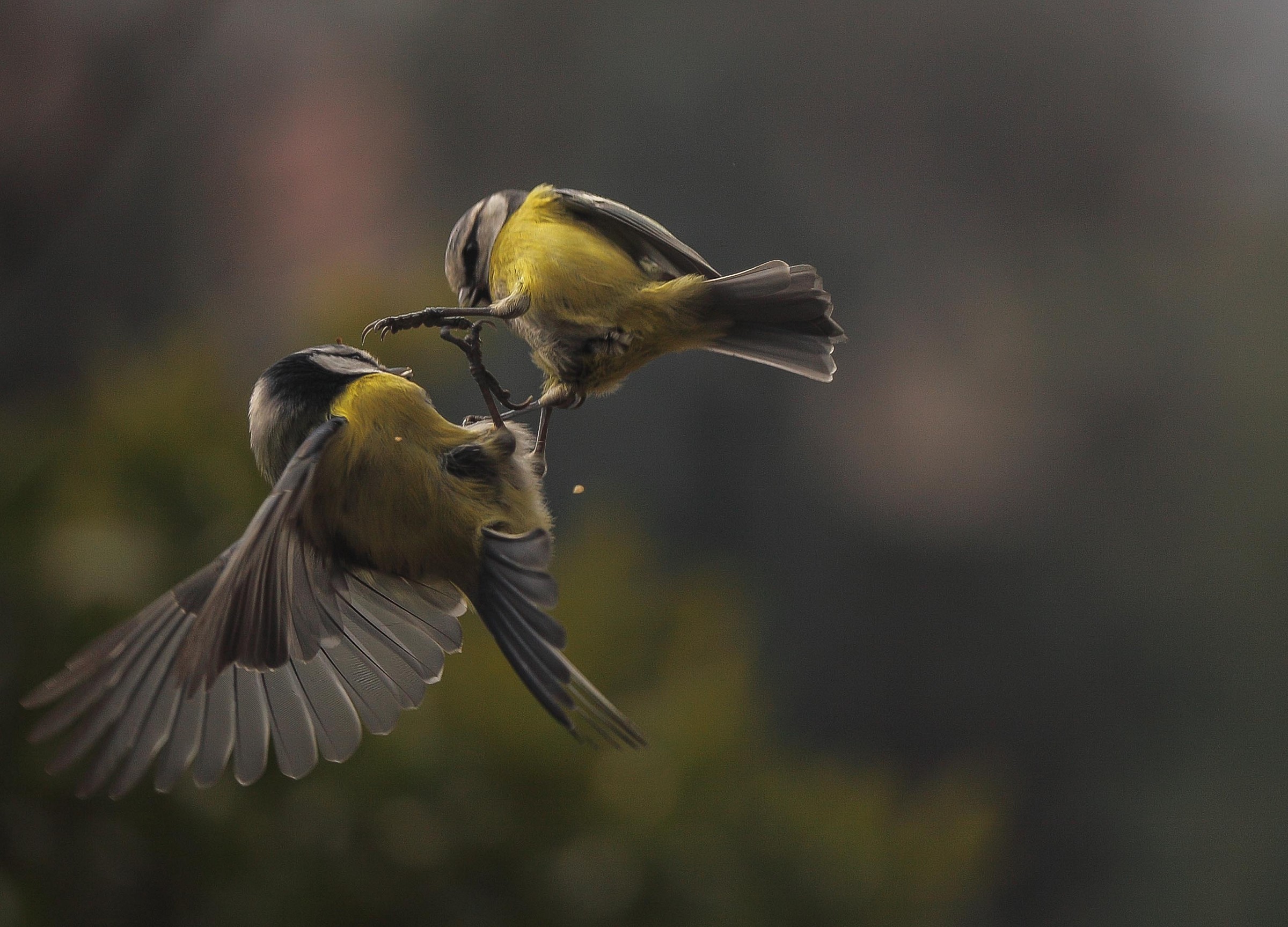 cinciarelle-cosa non si fà per delle briciole-