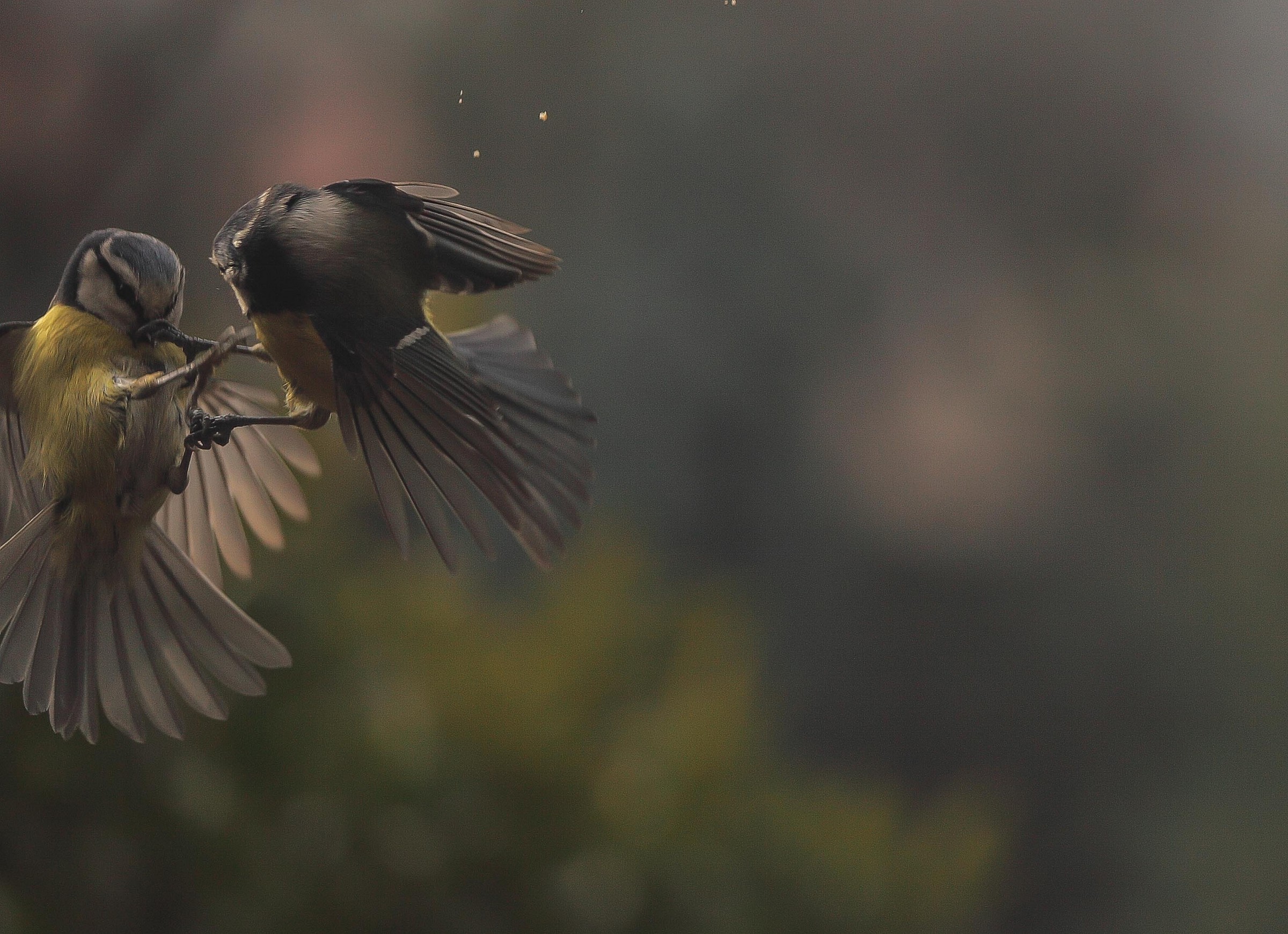 tits-something not done for the briciole-