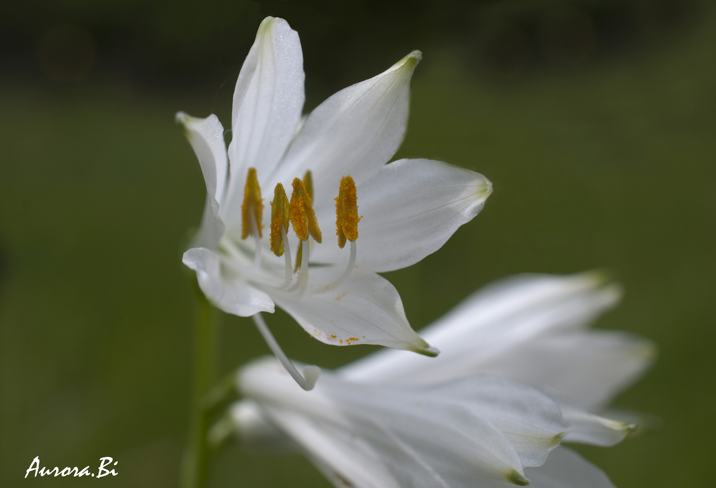 Paradisia liliastrum