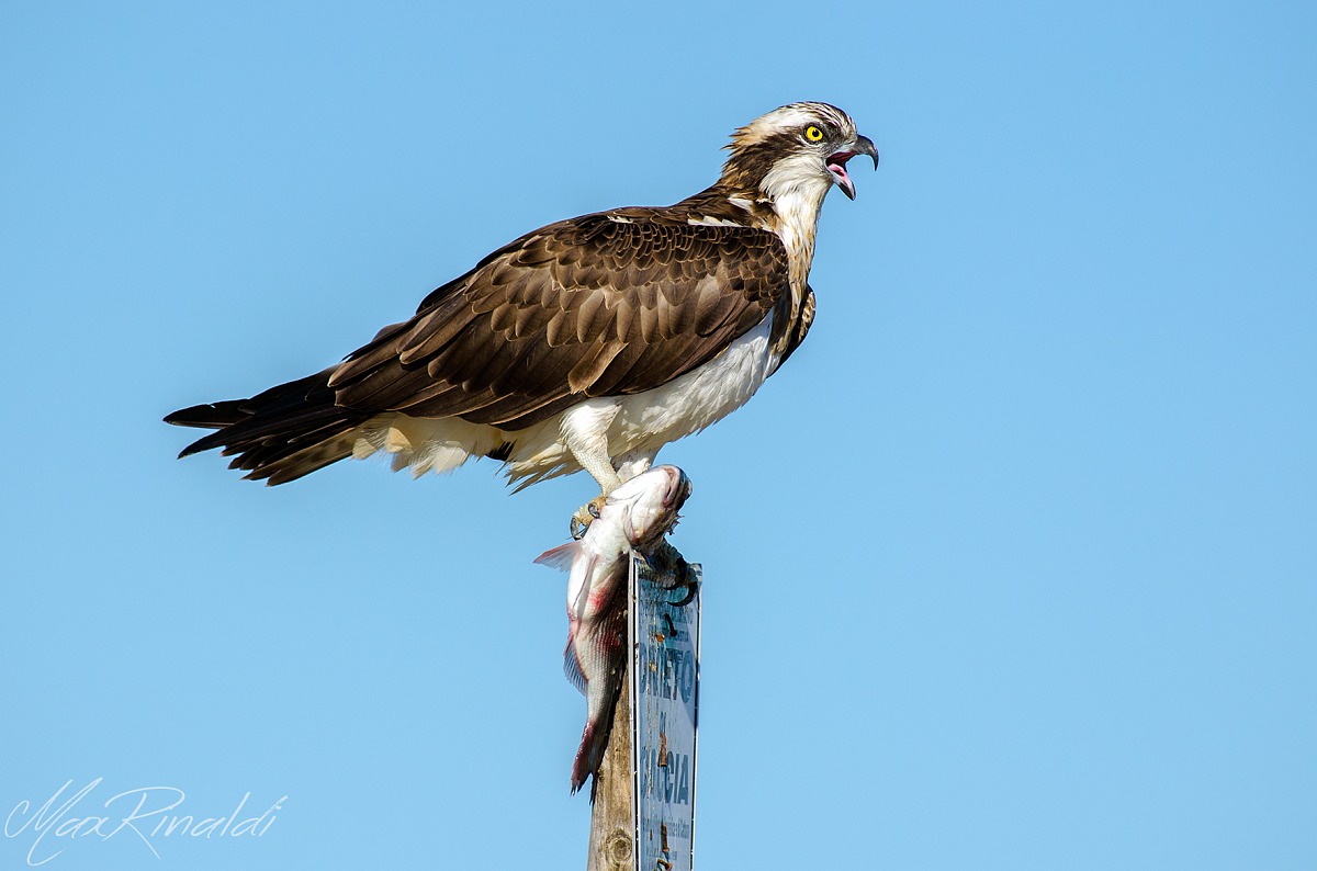 The howl of the fisherman