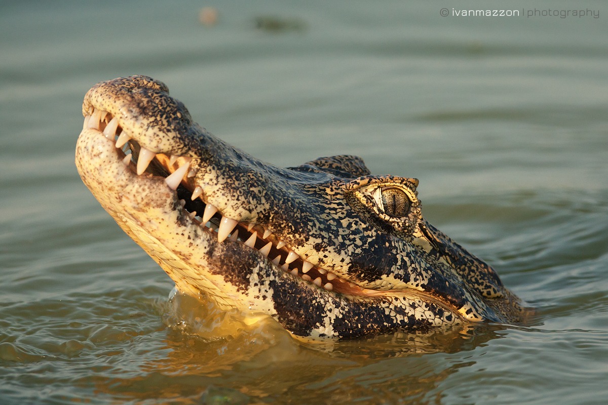 Yacare caiman