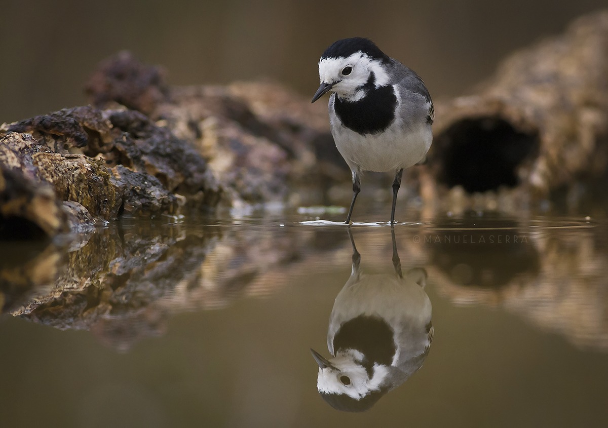 Ballerina che si ammira