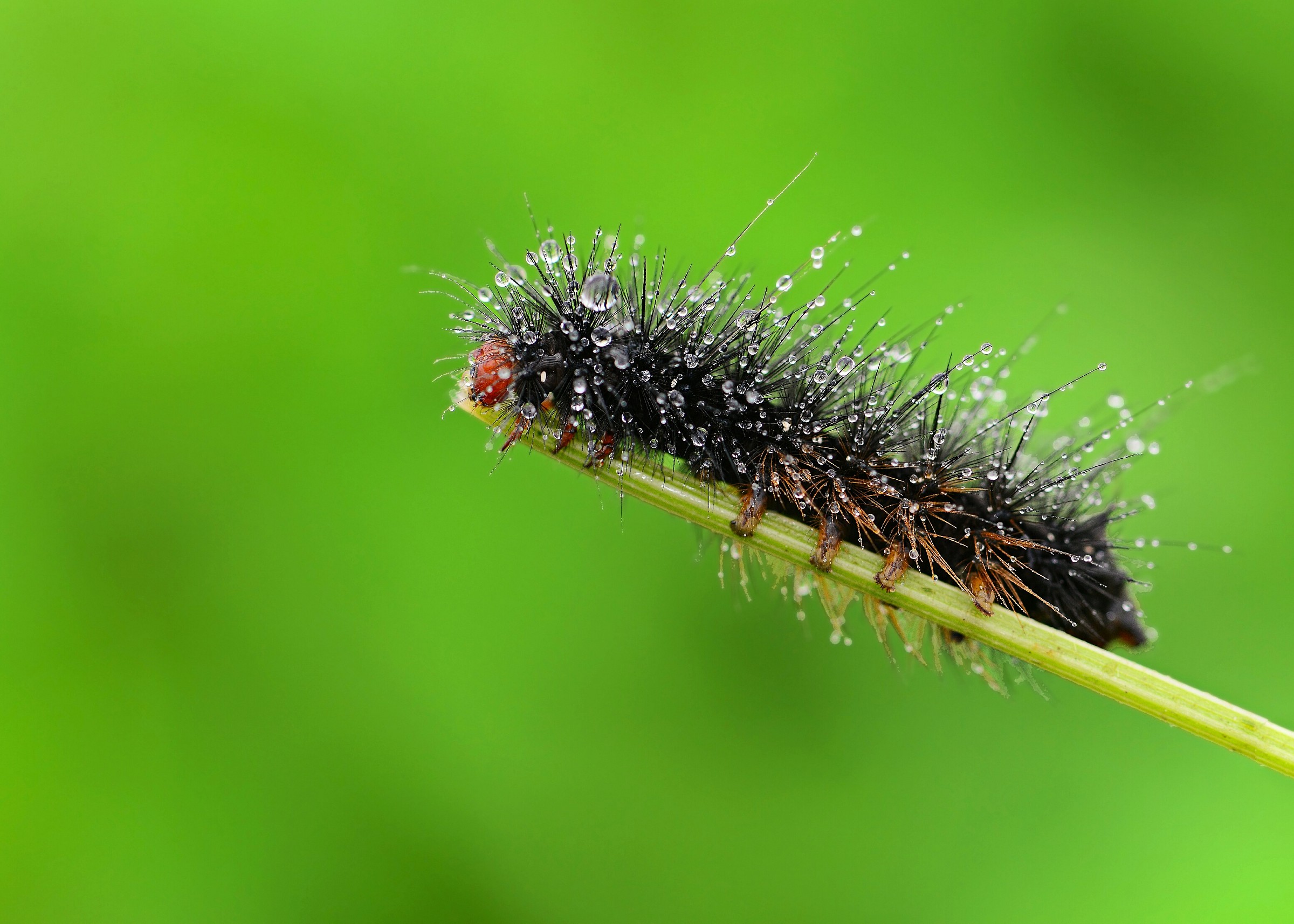 Pyrrharctia isabella