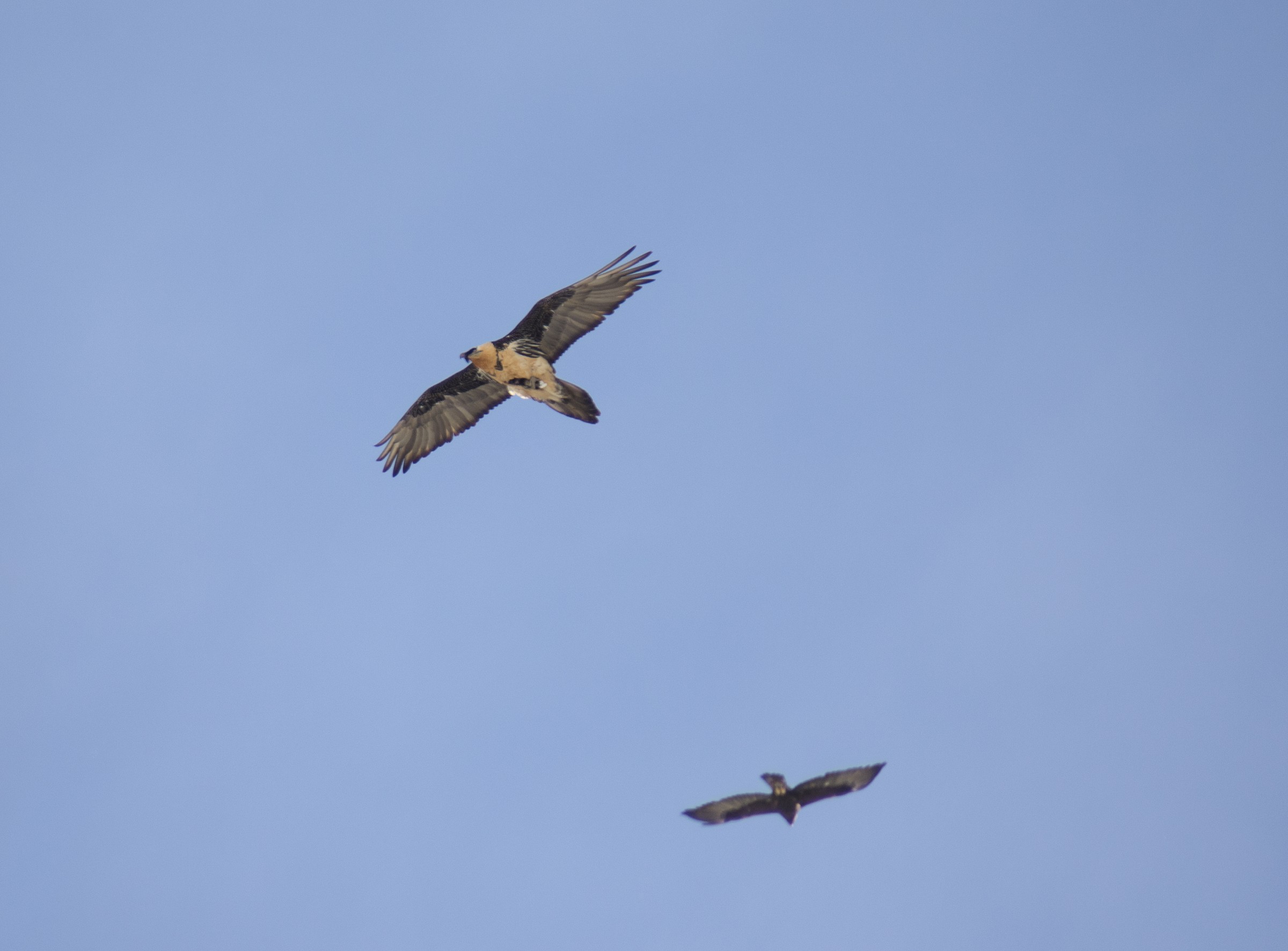 Bearded Vulture and Eagle