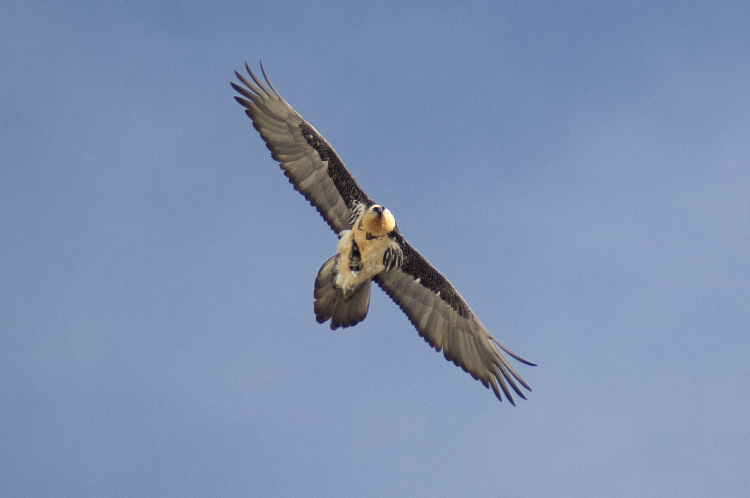 Bearded Vulture