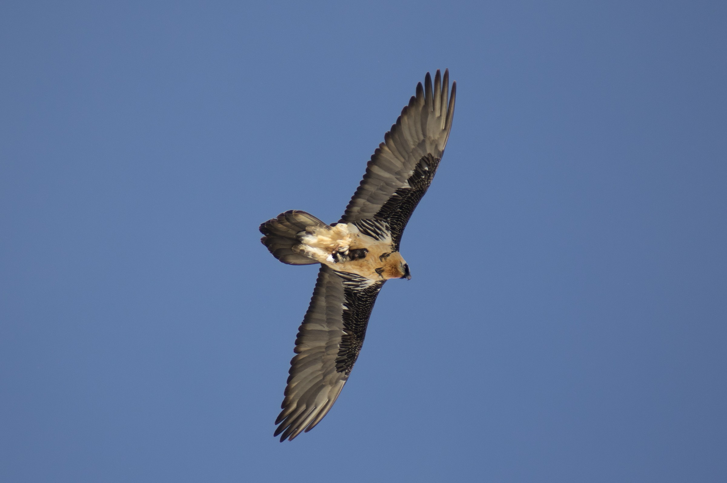Bearded Vulture