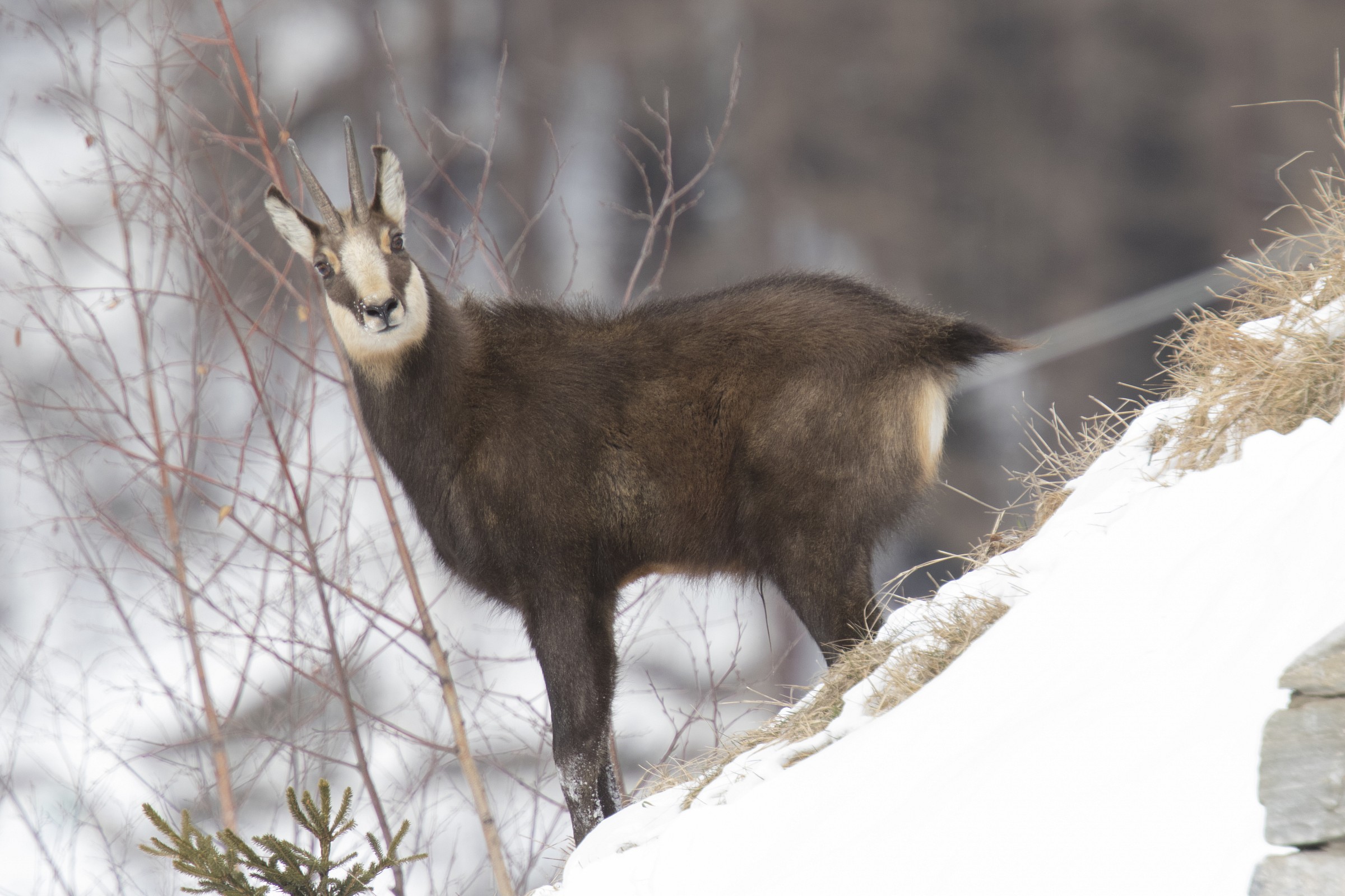 Chamois
