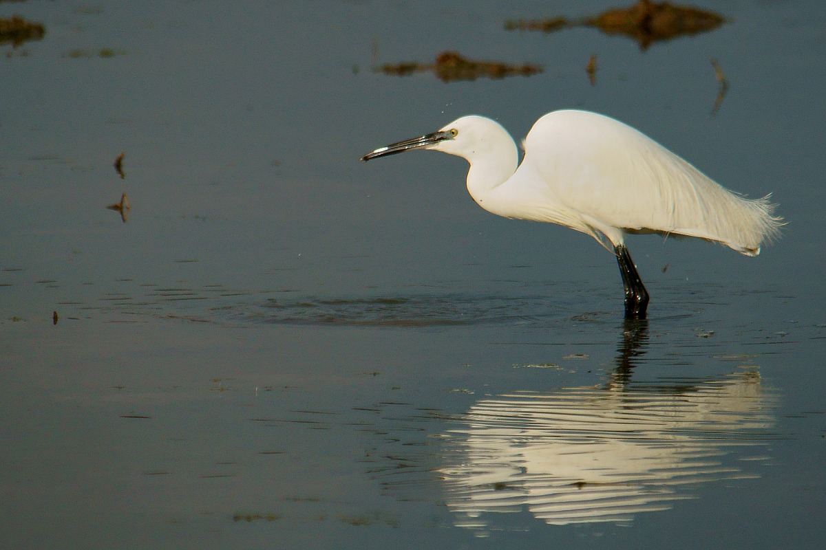 Egret with prey