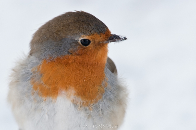 Pettirosso primo piano
