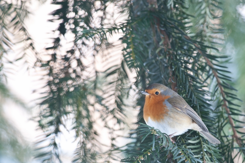 Pettirosso pino