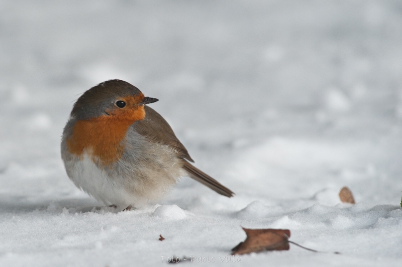 Pettirosso neve