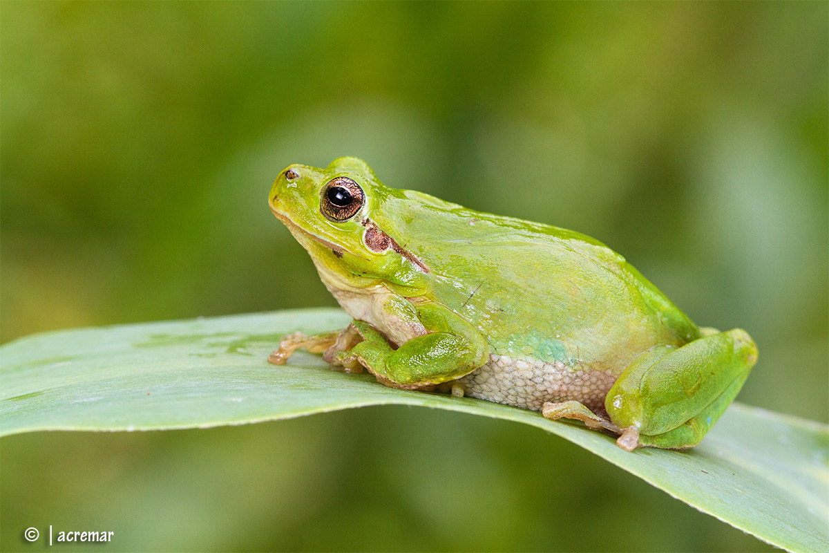 Hyla meridionalis