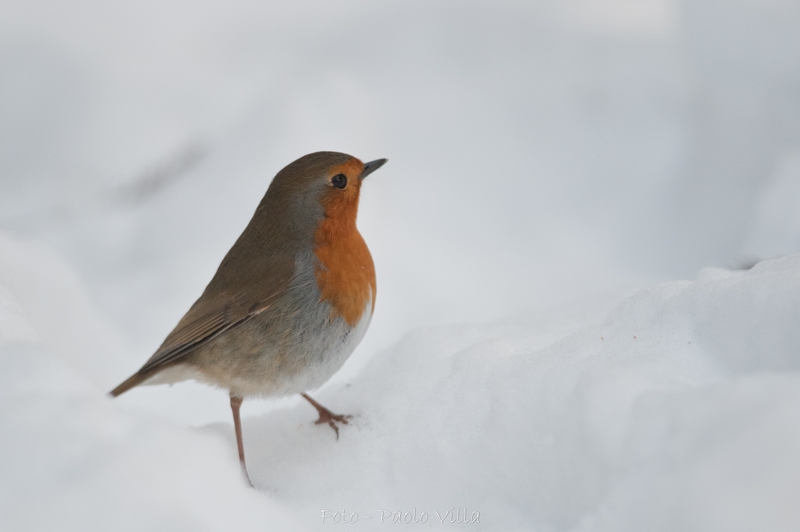Pettirosso neve 3