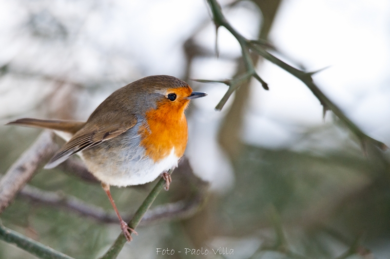 Pettirosso cespugliou