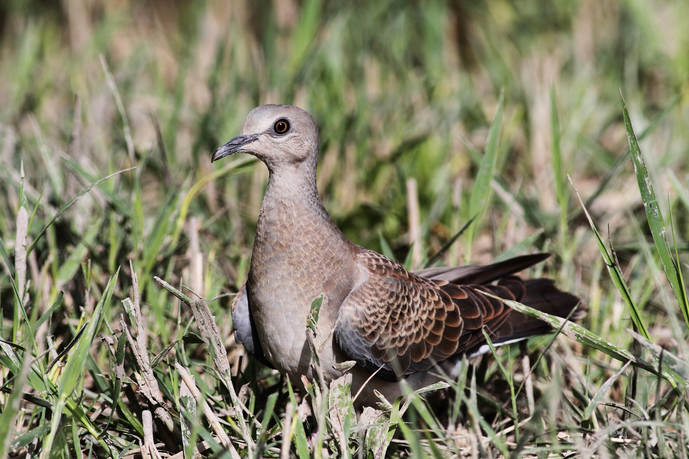 young dove