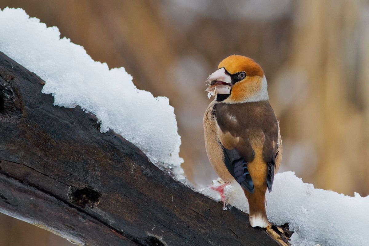Grosbeak in the snow
