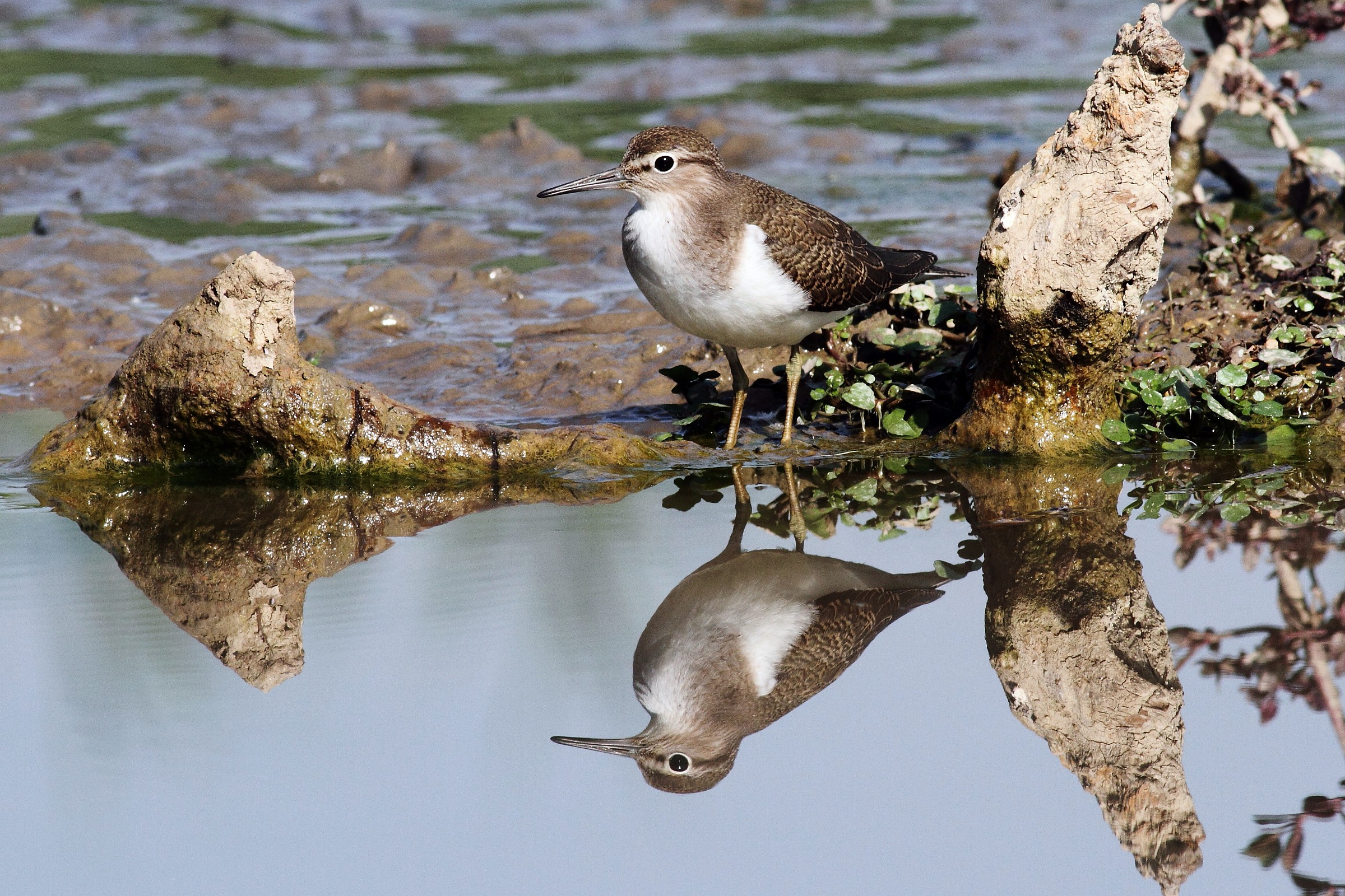 sandpiper