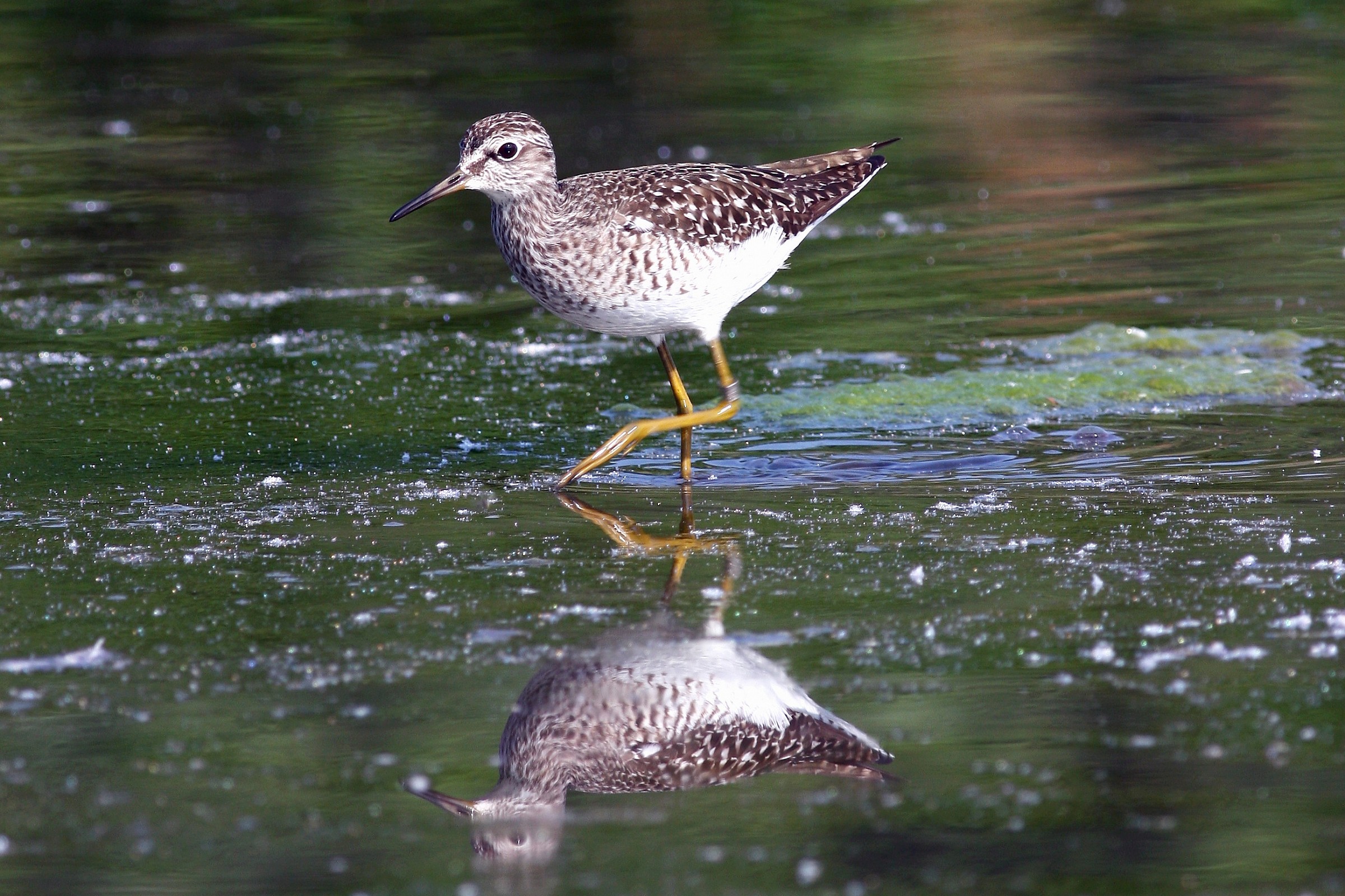sandpiper boschereccio