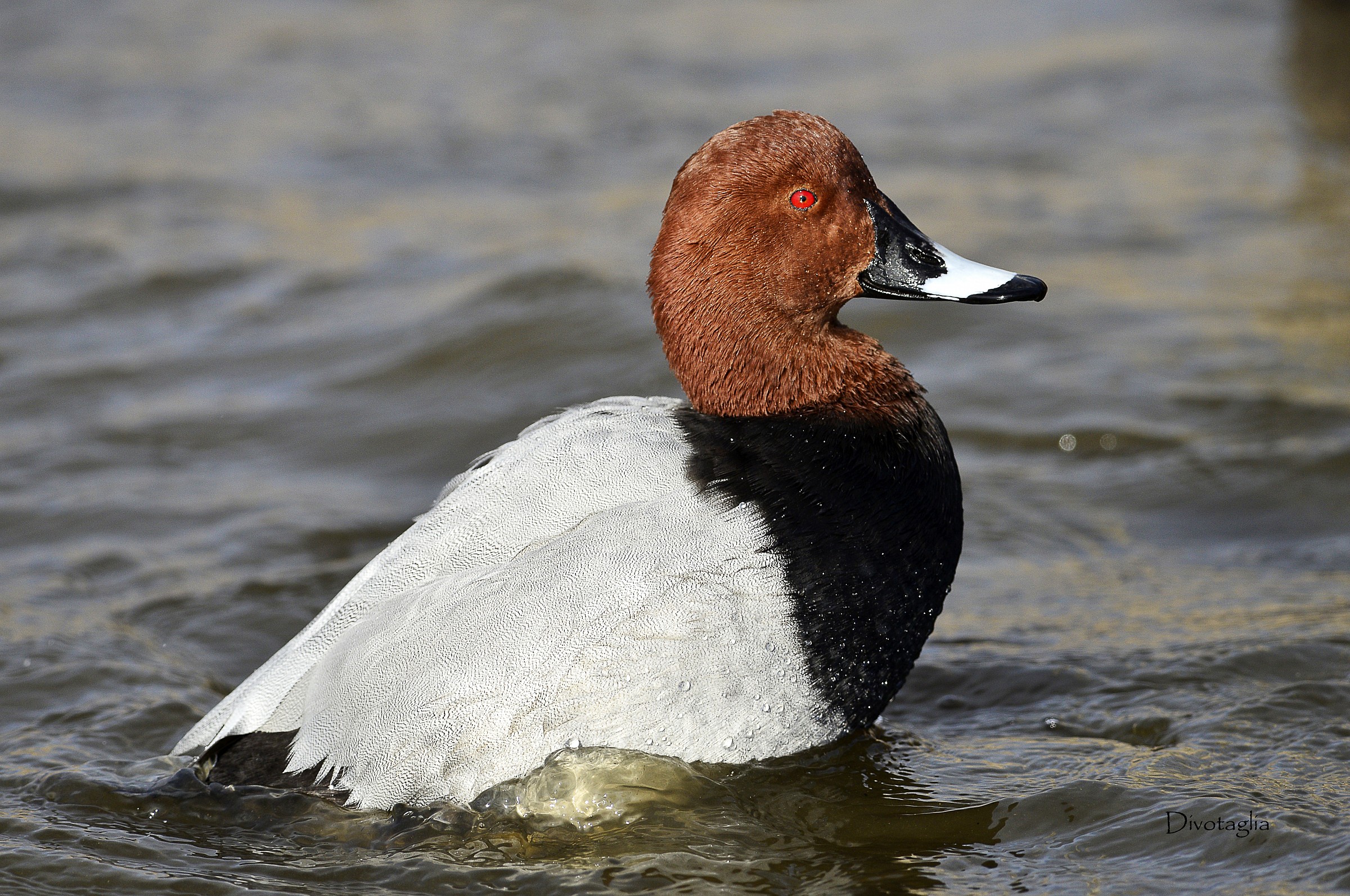 Male pochard (Aythya ferina)