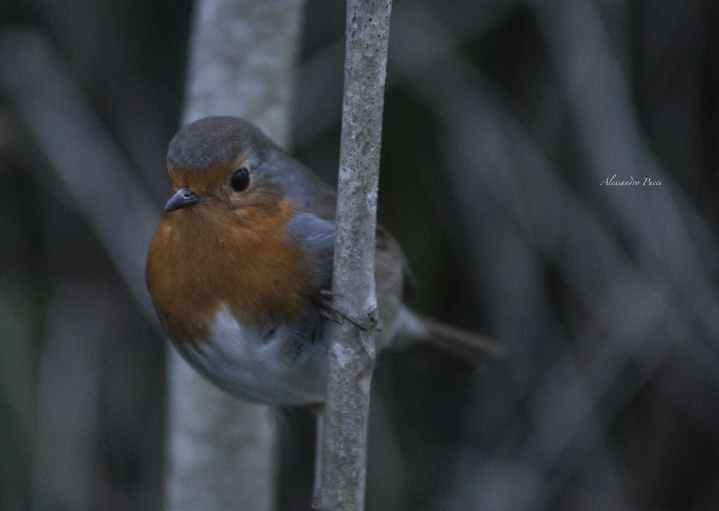 Pettirosso vanitoso!