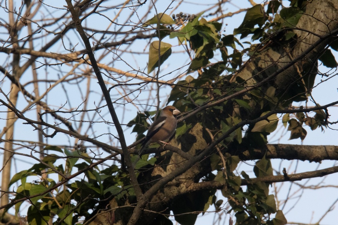 Hawfinch