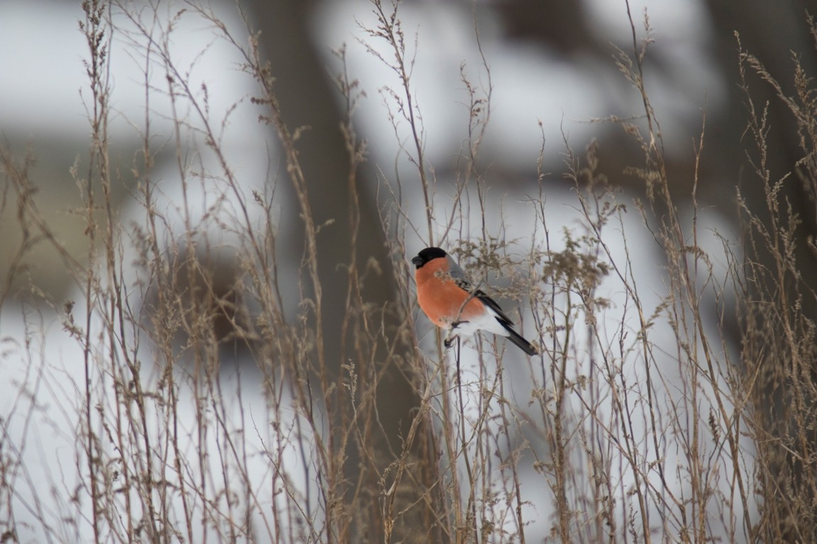 Bullfinch