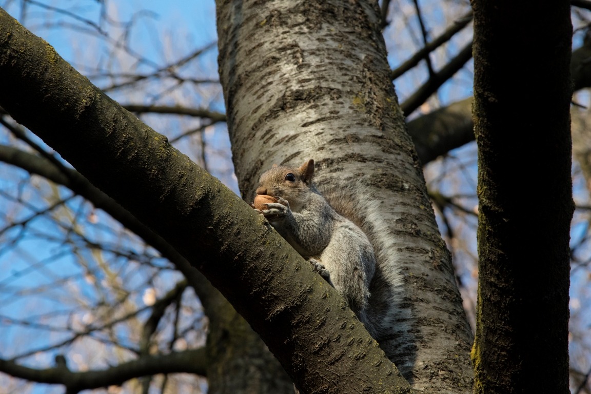 Squirrel