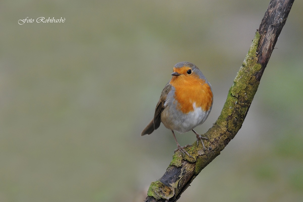 Robin ...