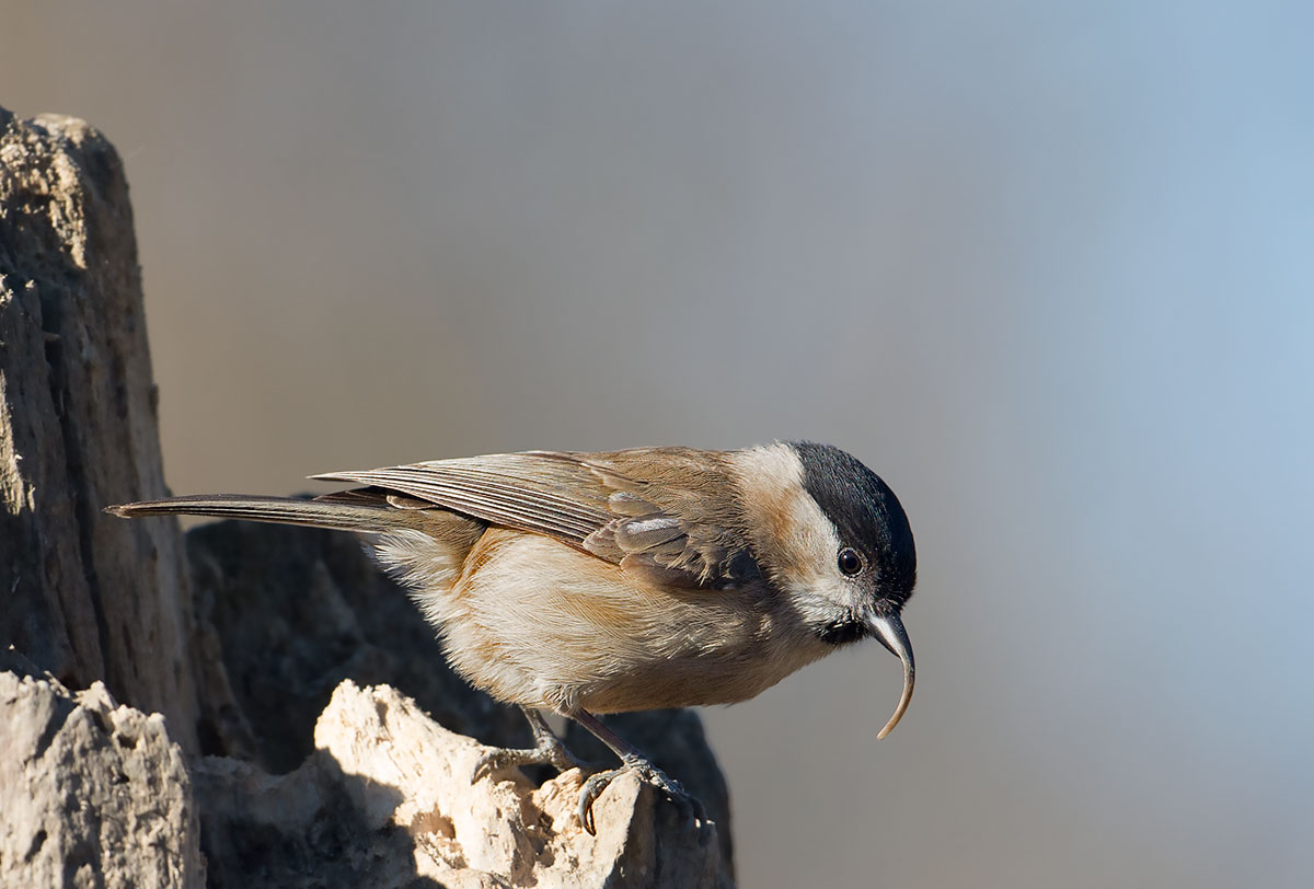 Cincia bigia - dismorfismo di Becco -