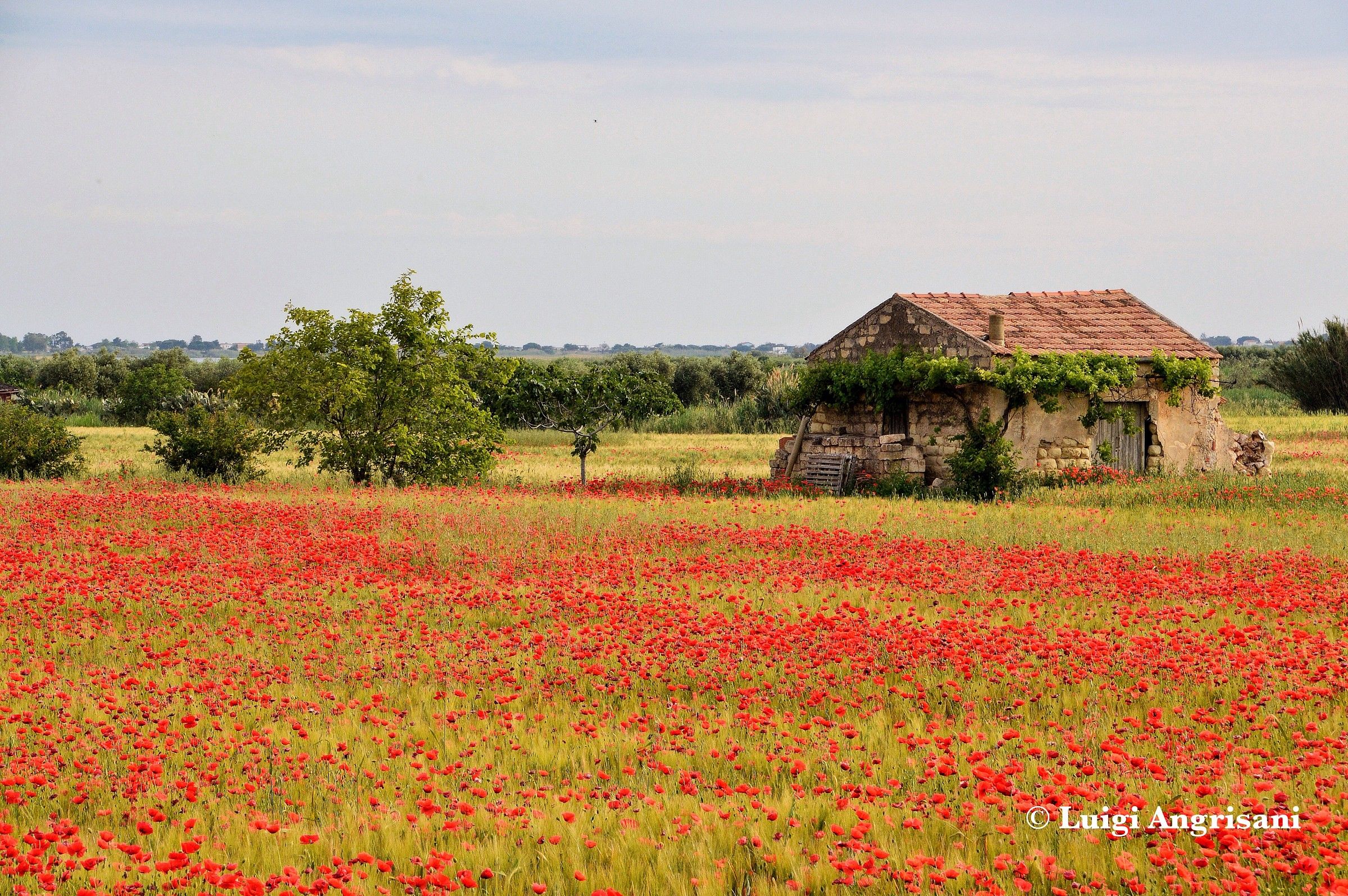 Shed in a wheat field