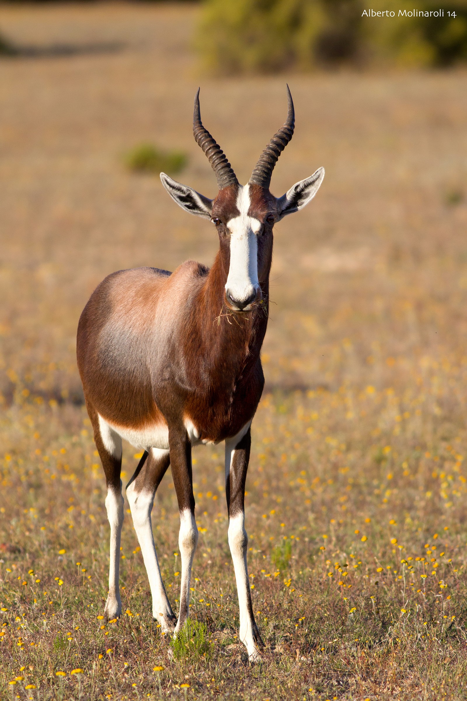 Bontebok