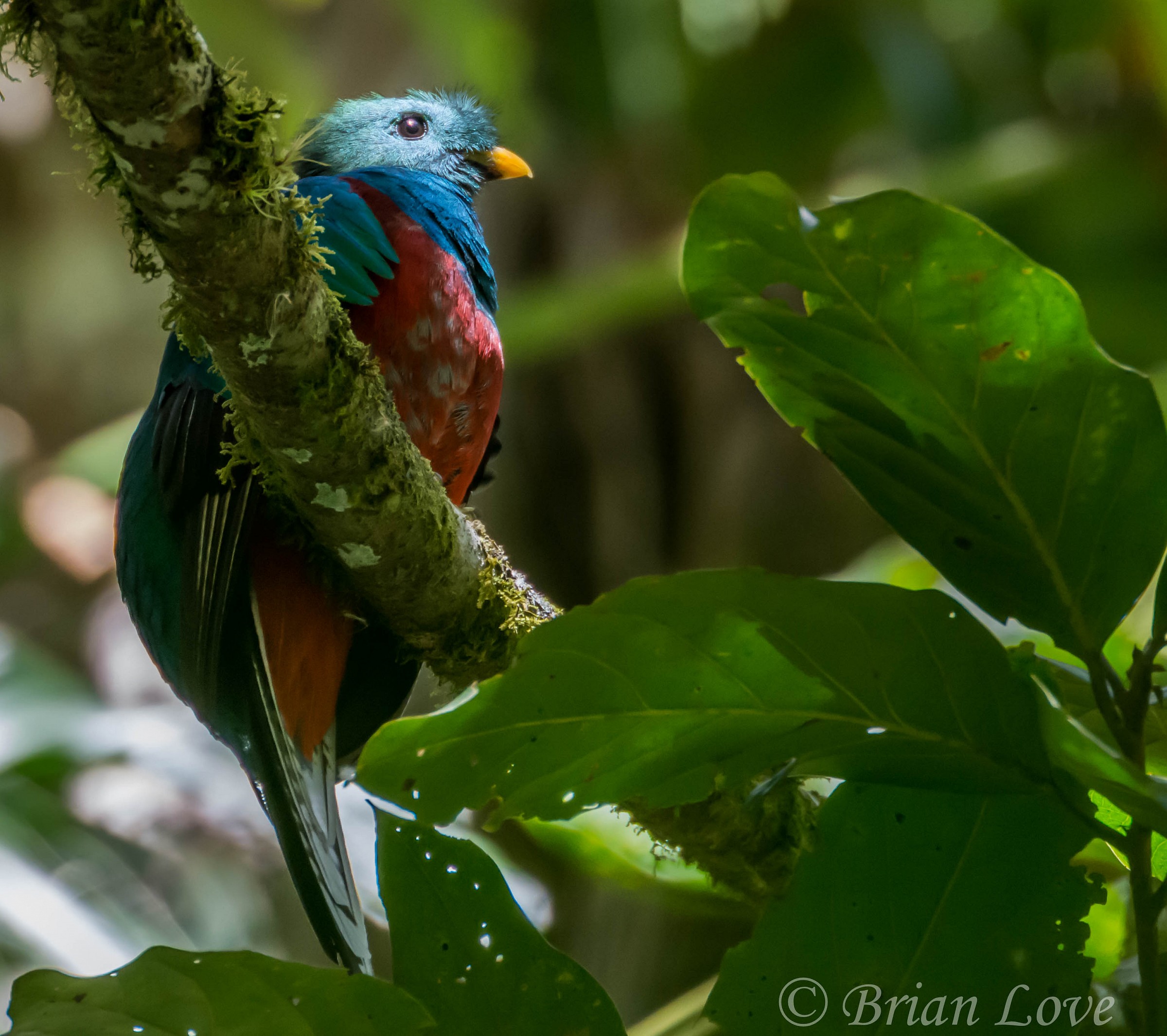 Resplendent Quetzal - Maschile