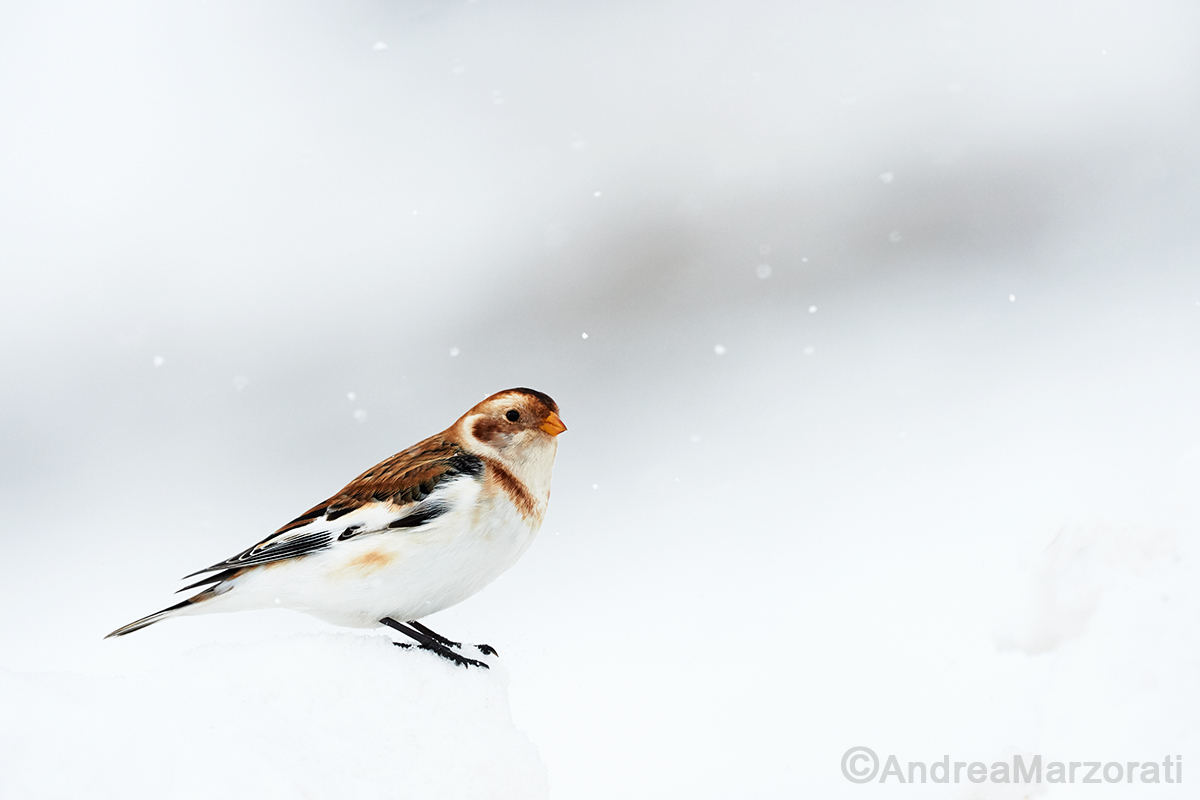 Snow bunting, Snow Bunting