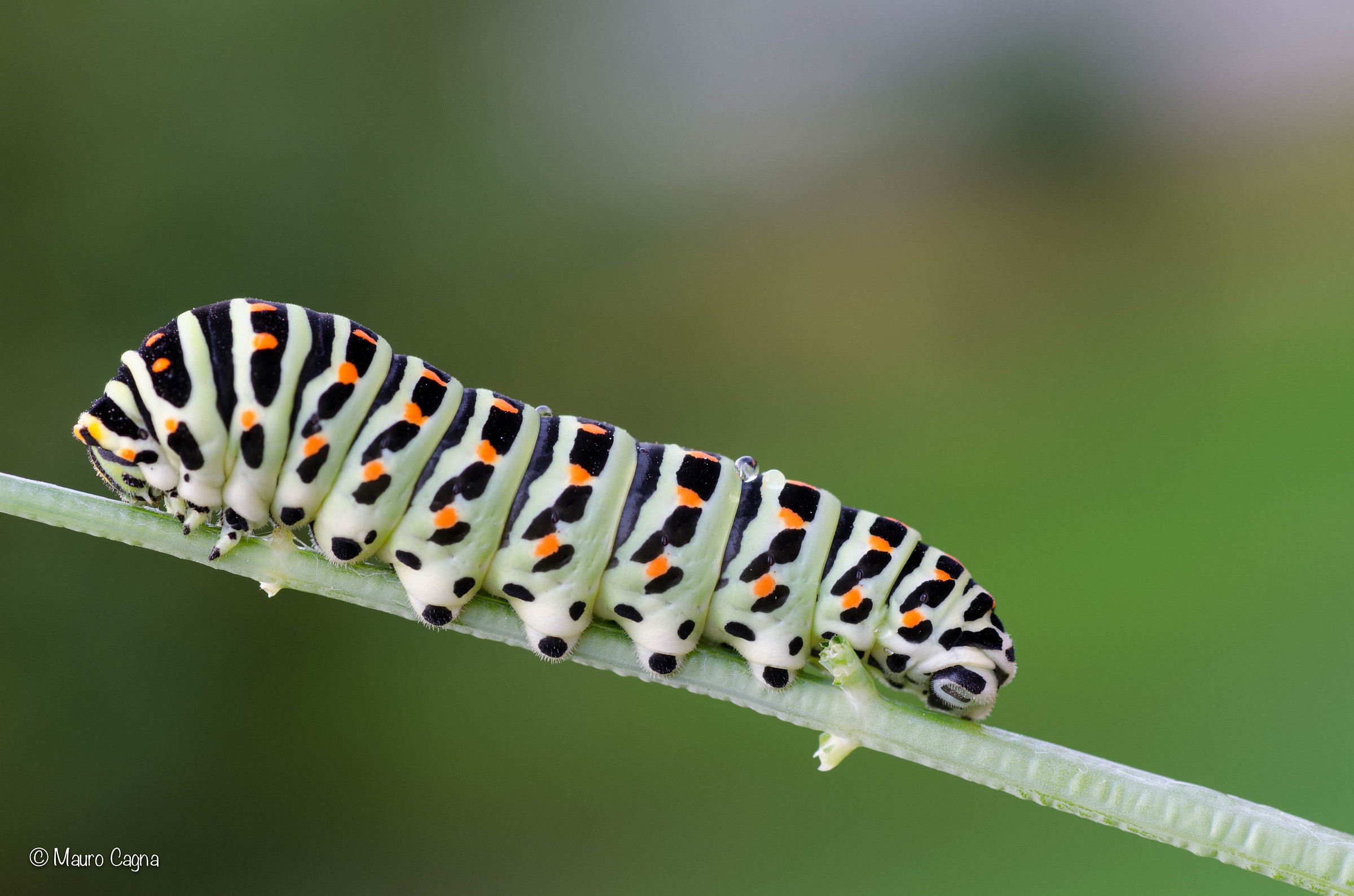 Bruco di macaone (Papilio machaon)
