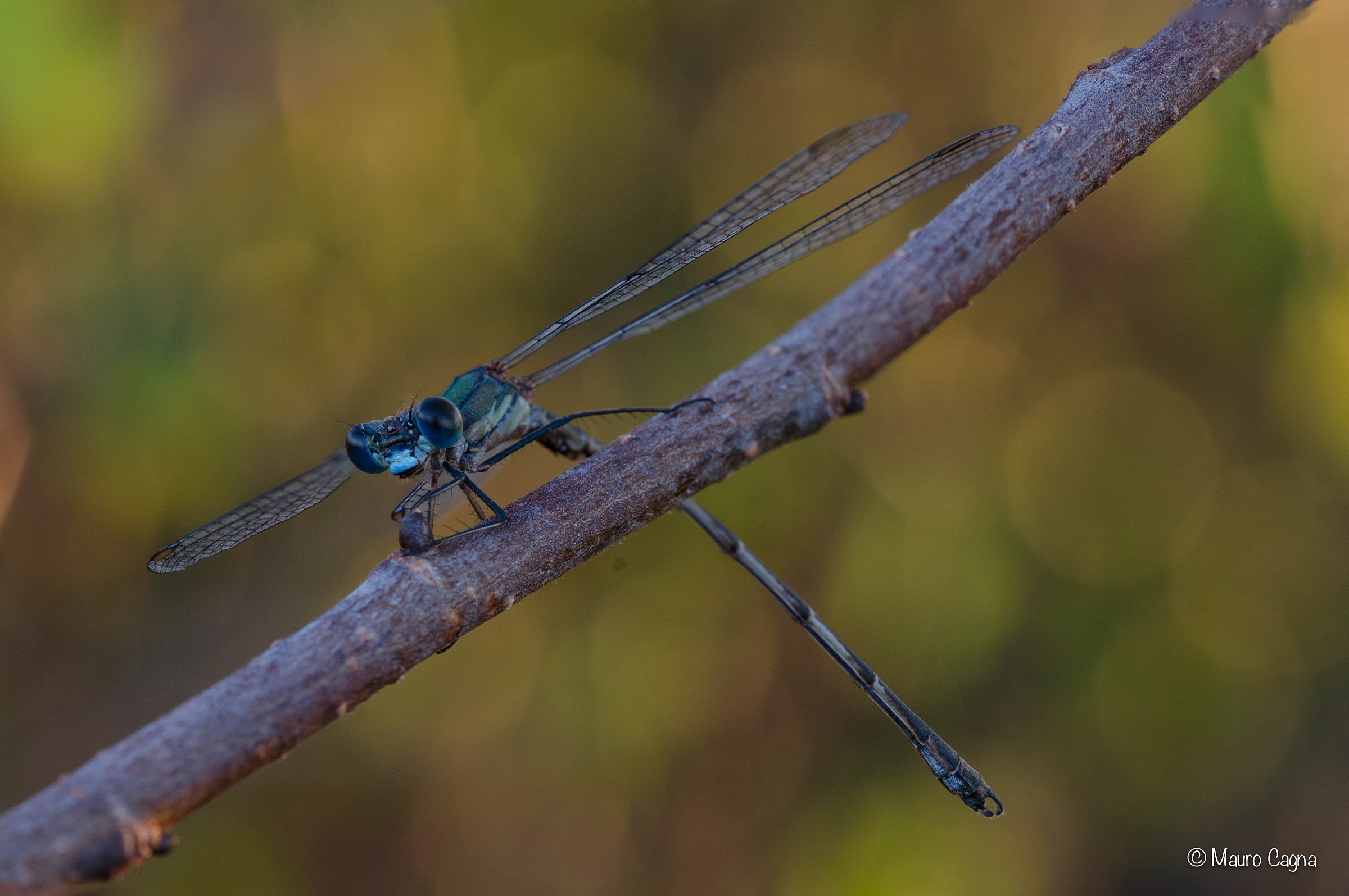 Dragonfly # 1
