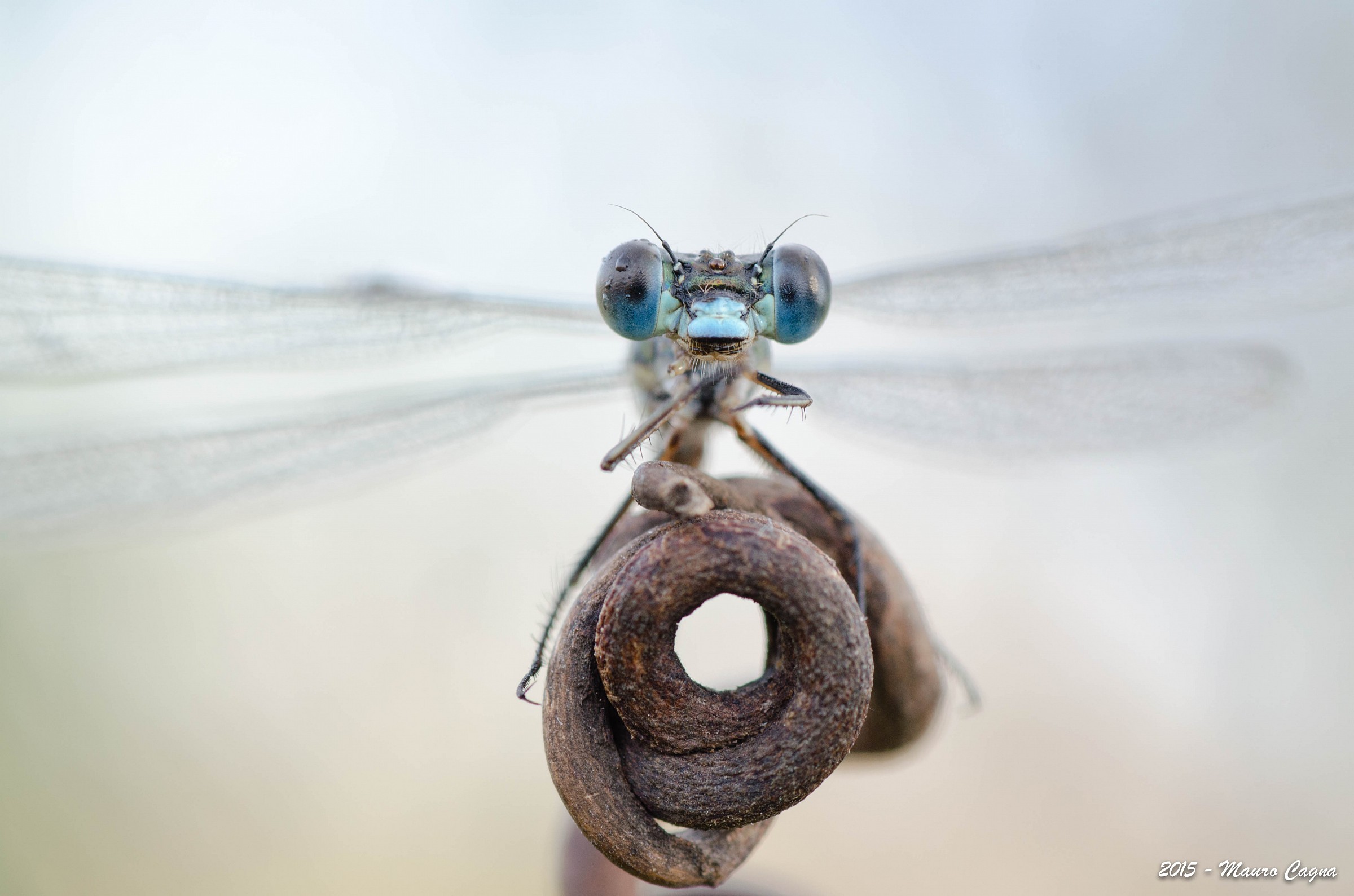 Dragonfly # 2