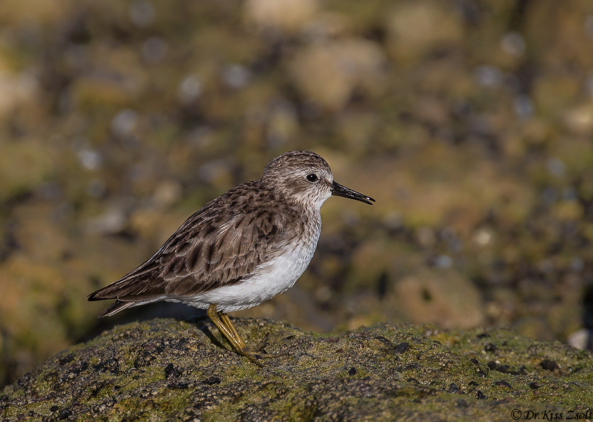 Sandpiper meno
