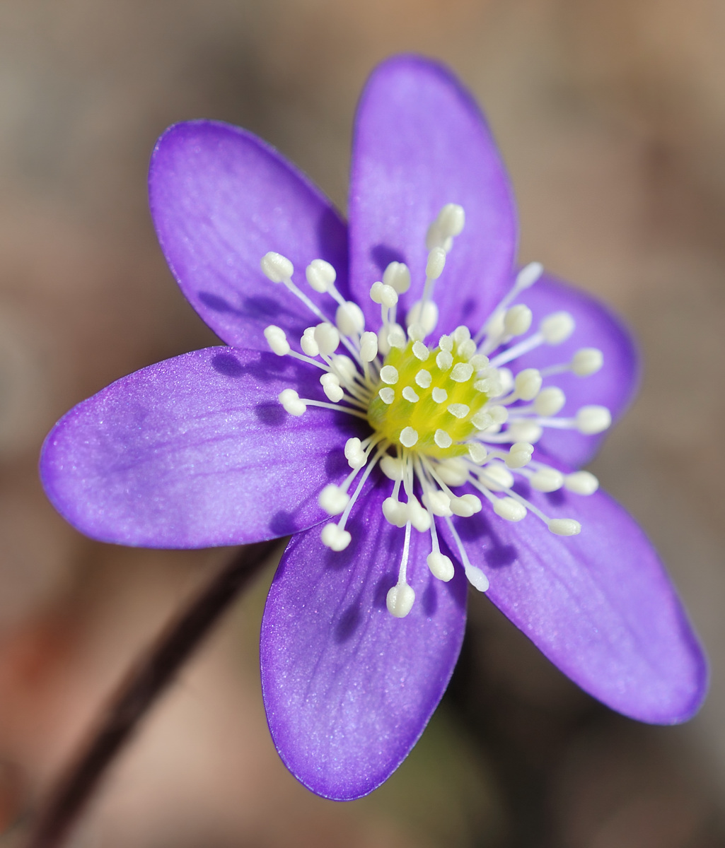 anemone epatica
