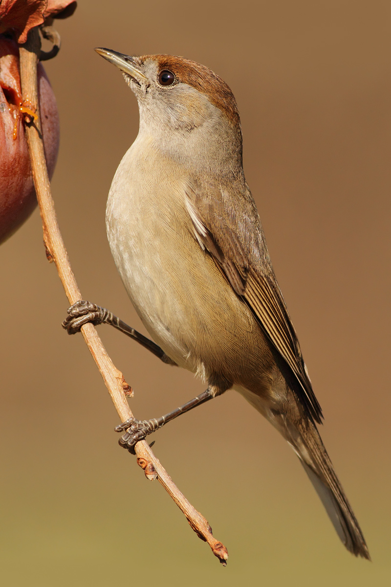 And Mrs. Blackcap ...... ....