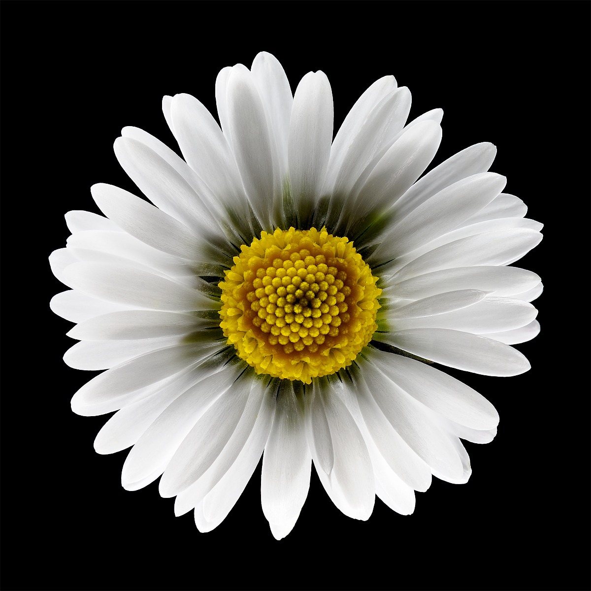 Bellis perennis