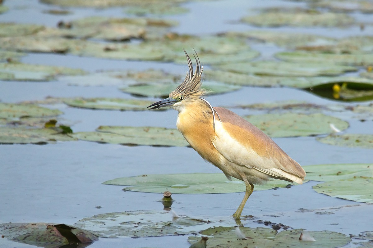 Sgarza ciuffetto Ardeola ralloides