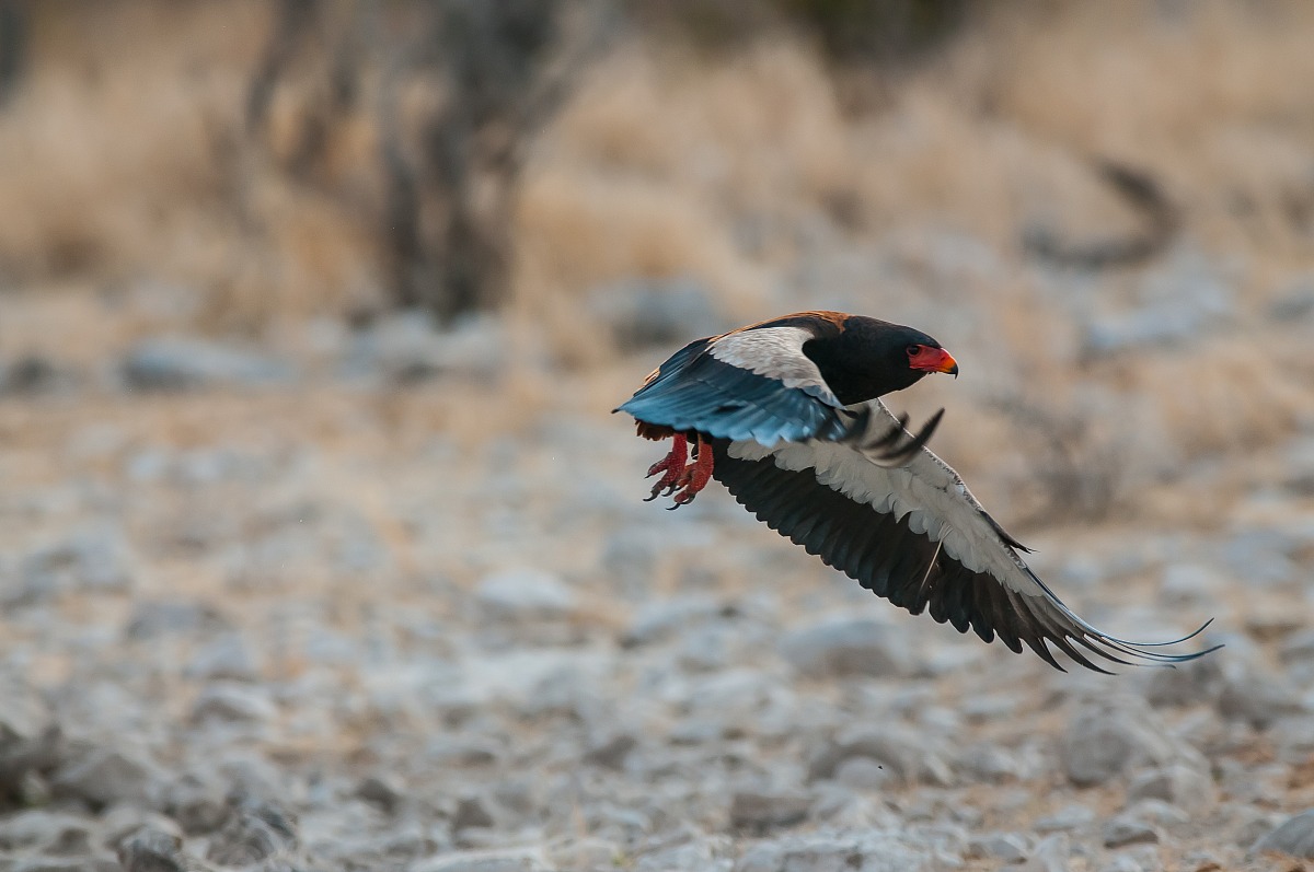 Fly - Falco giocoliere