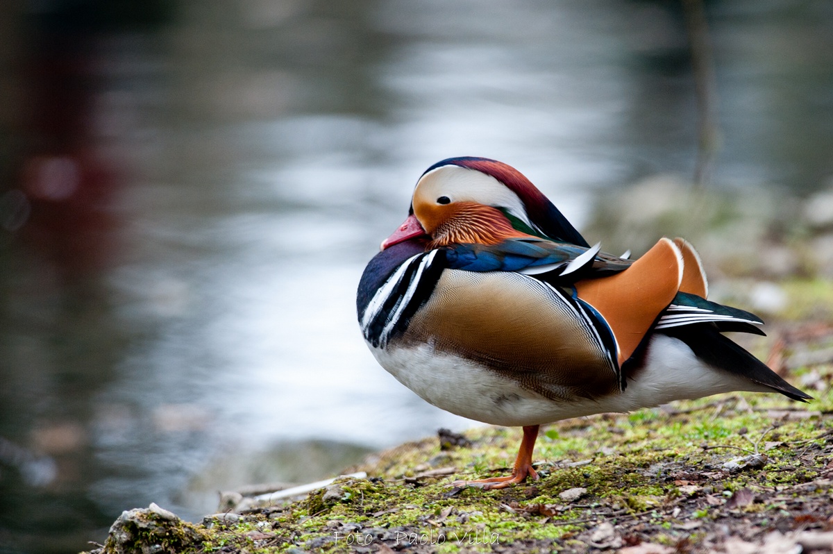 Mandarina 2 (resize)