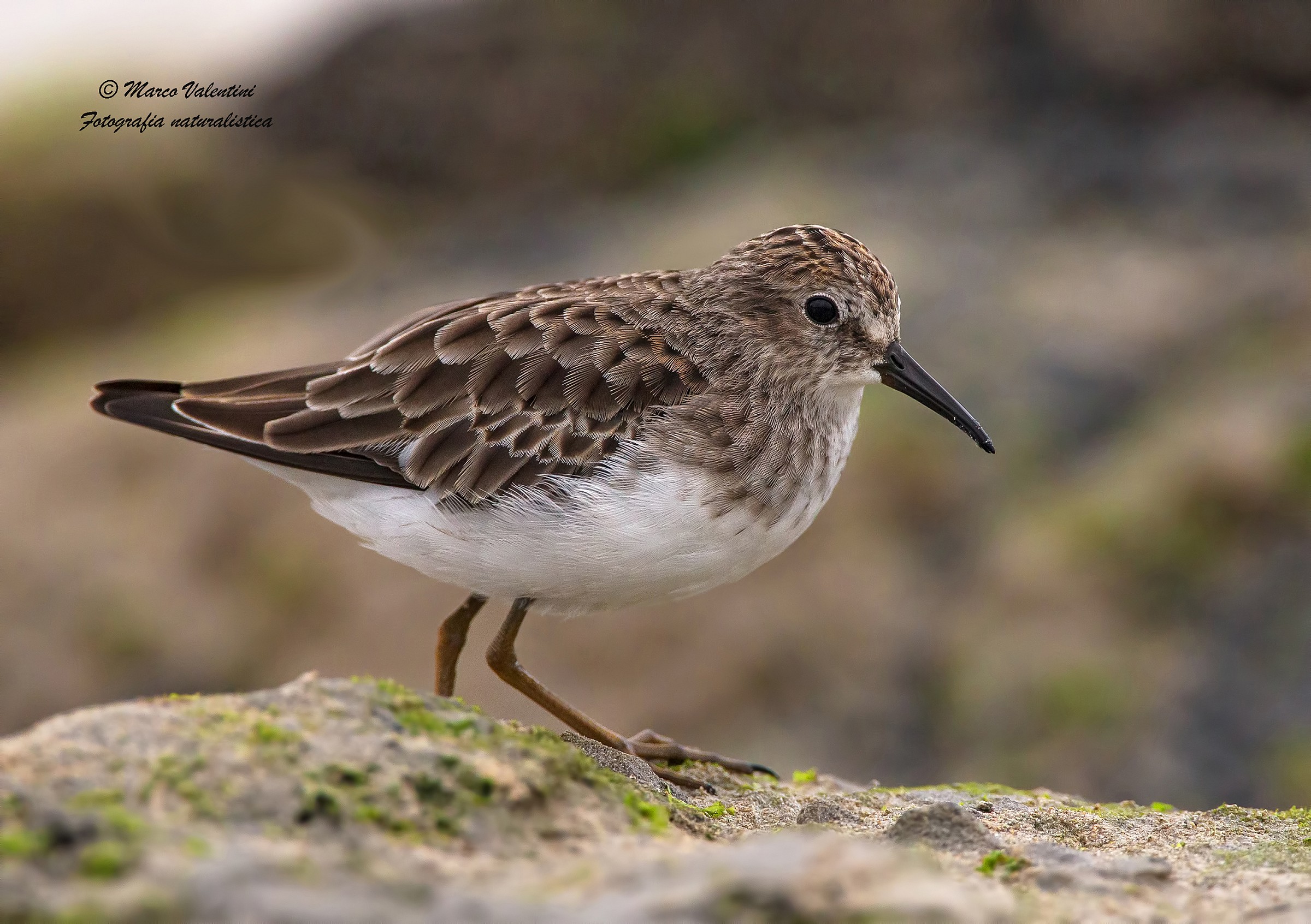 Gambecchio on the rocks
