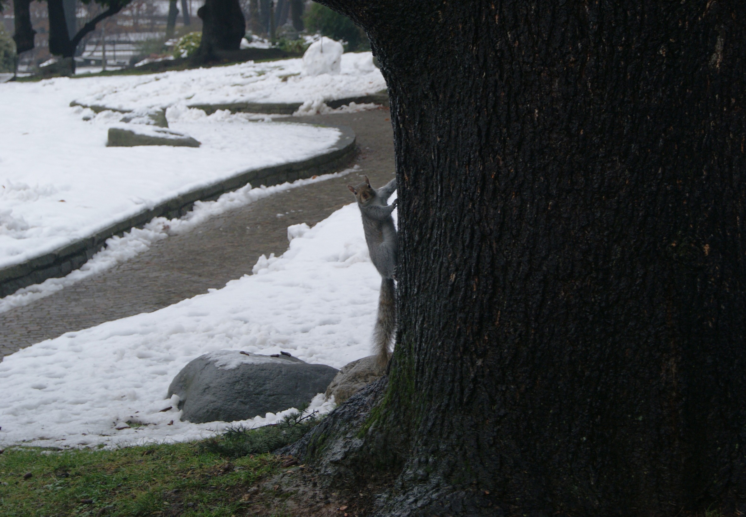 Modello per un giorno