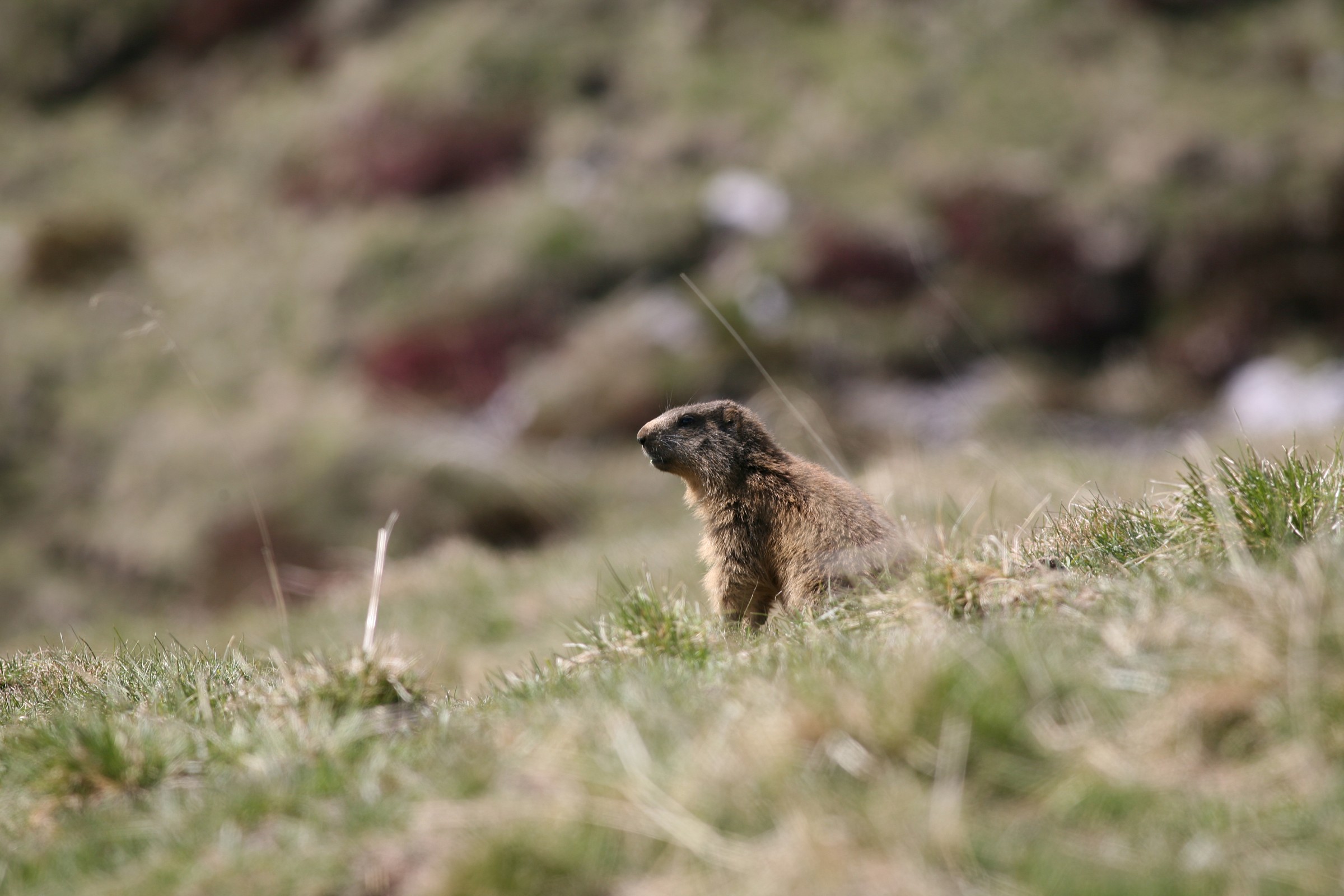 Marmot