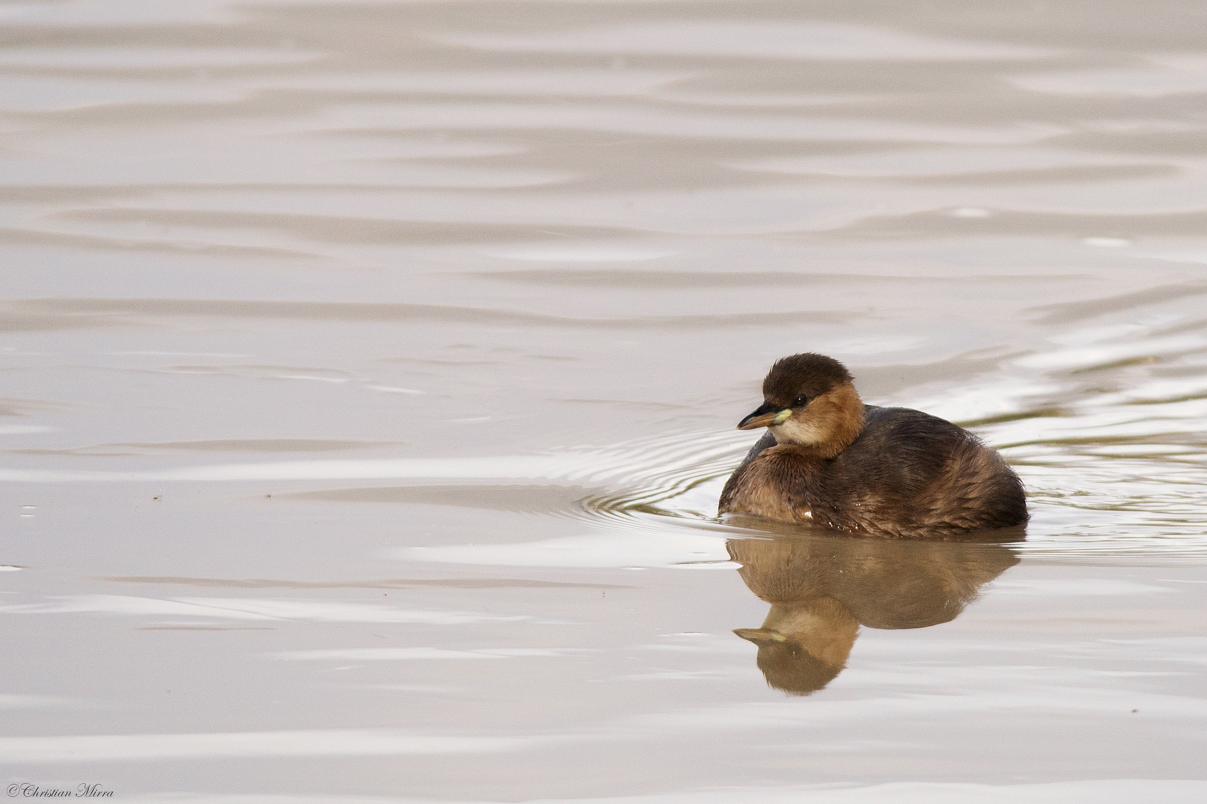 Little Grebe cold